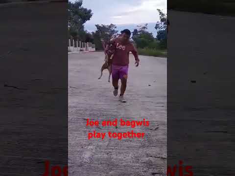 Half german half shepherd