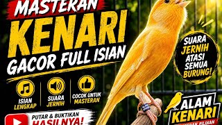 Download lagu Kenari gacor cocok buat masteran kicau mania #kicaumania #kenari #canary  mp3