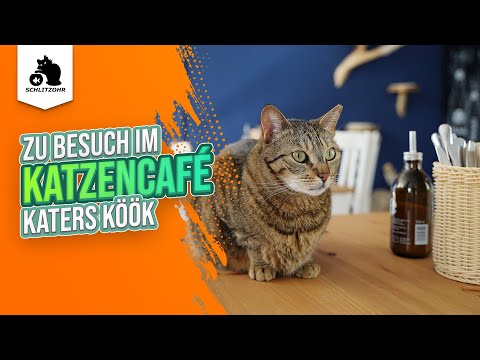 🔥 Zu Besuch im Katzencafé Katers Köök! Veganes Restaurant/ Katzencafé im Hamburger Schanzenviertel