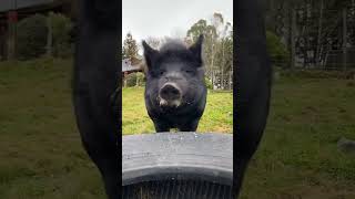 Eenie meenie miny mo