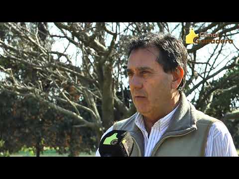 Cabaña El Señuelo previa Palermo 2019, Raúl Faggiani, el toro Anicetto