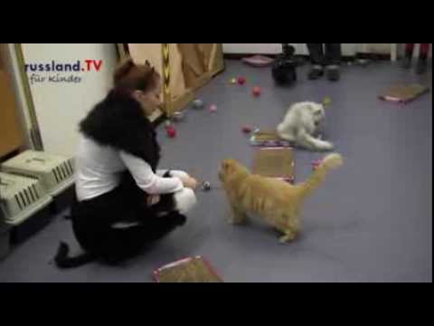 Katzendressur vom Feinsten [Video]
