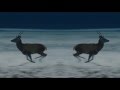 (((O))) - HURT ME 