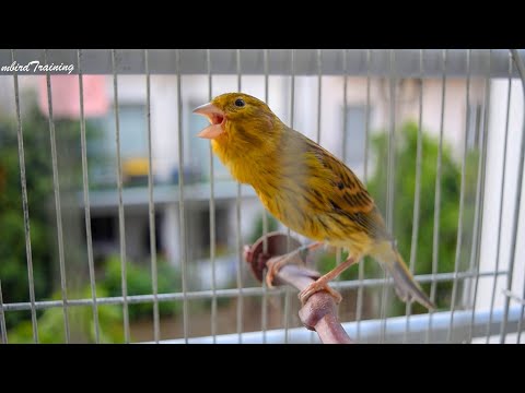 The young and Powerful Great TENOR - canary training song