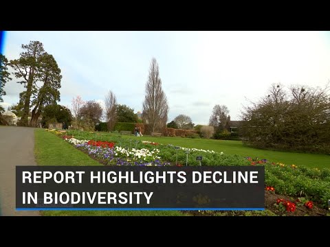 More than half of native Irish plants in decline - report