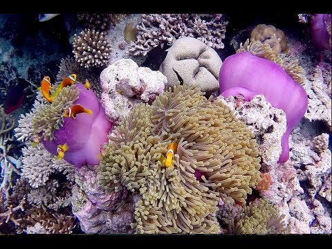 Maldive - The Movie [ Maldives - Ari North - Maayafushi House Reef Snorkeling ]