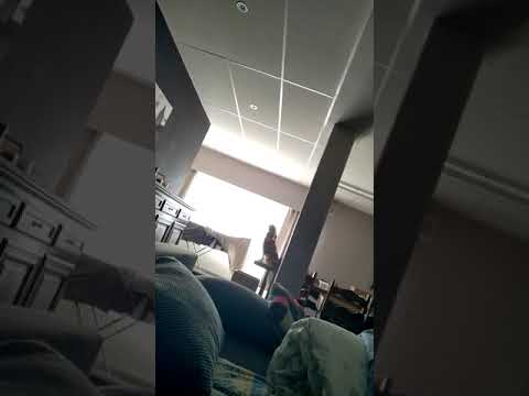 Cavalier King Charles Spaniel Fox howling..