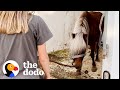 Aggressive Pregnant Pony Completely Transforms The Dodo