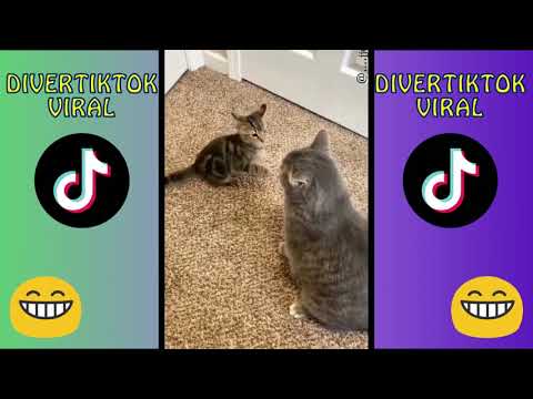 😂 me wa mata wii 😂 mejores tik tok 😂 me voy a matar animales 😂