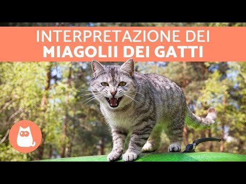 Quale targa buona da vermi Helminths in una bocca di fotografia