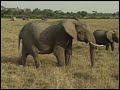 Some VideoTraxx Animal Footage From Signing Time The Zoo Train