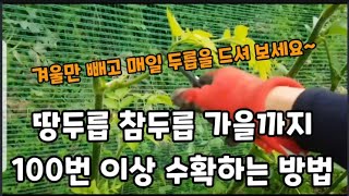 (땅두릅) (참두릅) 가을까지 100번 이상 수확하는 비법 공개! #땅두릅100번수확하는방법 #참두릅100번…