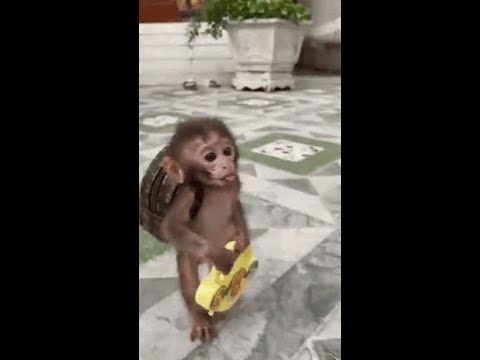 Solo Master Acquisition | Hunter