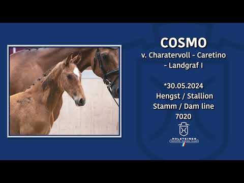 Holsteiner Elite-Fohlenauktion 2024 | Nr. 06 Cosmo
