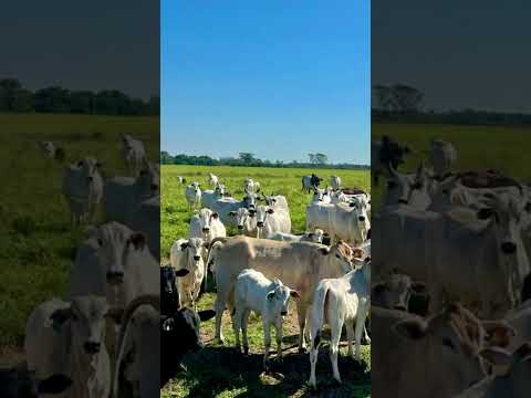FAZENDA SANTANA BATAYPORÃ MS I LEGADO URBANO