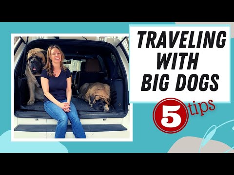 YouTube video about: How big dogs may travel crossword?