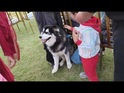 Dog show 😵Etne Expensive 🙃 Hussain Etna khush howa