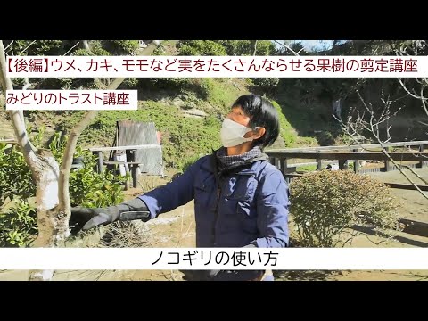  2022年の月の果樹の剪定について知っておくべきことは何ですか?剪定について知っておくべきヒント  庭園