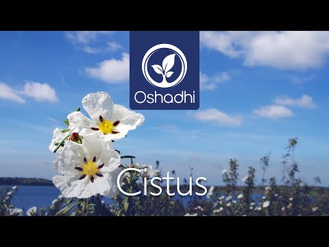 Cistus (Cistus ladaniferus) | Essential-Oil-Plant Portrait by Dr. Malte Hozzel