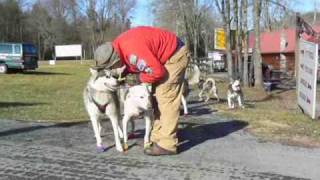 preview picture of video 'Siberian Huskies on the Virginia Creeper Trail'