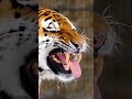 The Royal Bengal Tiger Close Up Footage Of Its Mouth Open And Sharp Teeth Most Dangerous Animal