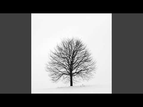 .Back From The Silence