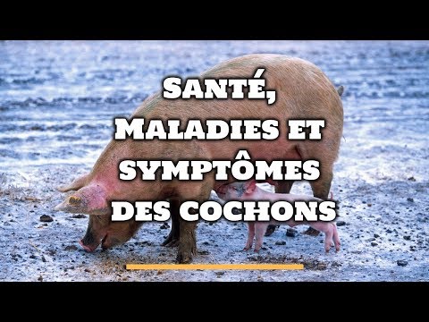 , title : 'Santé, Maladies et Symptômes des Cochons'