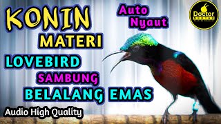 Download lagu DAHSYAT ! KONIN GACOR FULL ISIAN TEMBAKAN BELALANG EMAS SAMBUNG LOVEBIRD COCOK BUAT MASTERAN BAHAN mp3