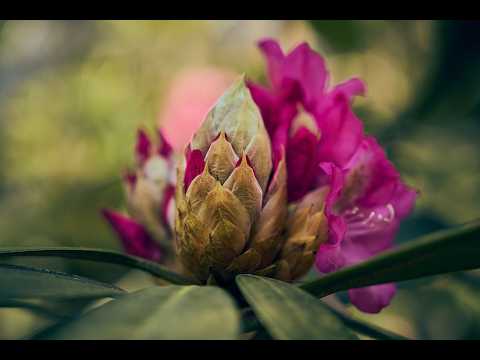 The Riga's HIDDEN Gem of Rhododendrons in Bloom