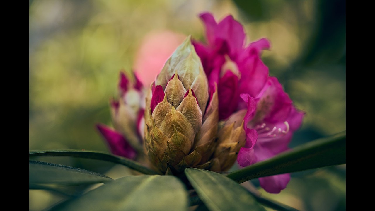 The Riga's HIDDEN Gem of Rhododendrons in Bloom
