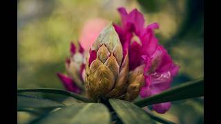 The Riga's HIDDEN Gem of Rhododendrons in Bloom
