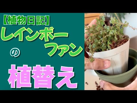 園芸 レインボーサボテン
