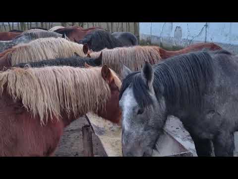 Armăsari de 1an jumate ,cei mari sunt ai hergheliei de montă, 0744782178 Herghelia Fitero