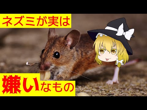 ネズミが嫌いな匂いは何ですか?