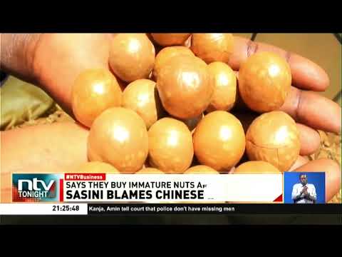 Sasini accuses Chinese importers of buying immature macadamia nuts, hurting local processors