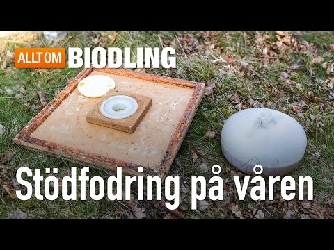 Stödfodring på våren - Biodling