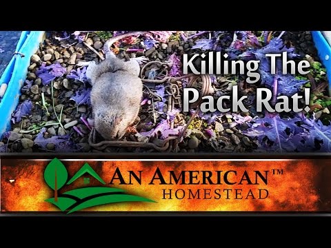 Killing the Greenhouse Pack Rat!