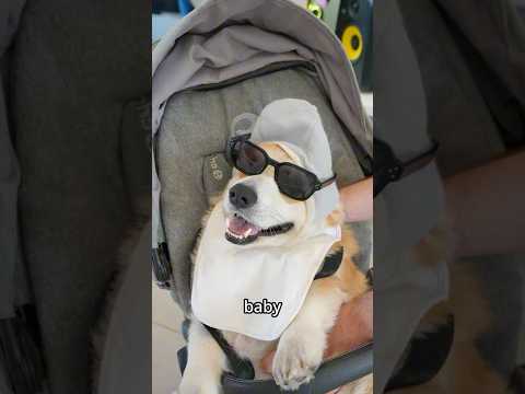 ¿Podemos meter a nuestro perro en el restaurante usando un cochecito de bebé?