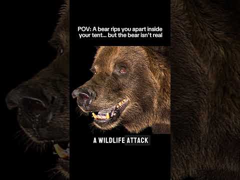The Bear Hoax Incident