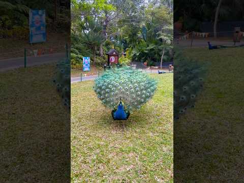 O PAVÃO É DONO DE UMA PLUMAGEM EXUBERANTE! #brasil#natureza#aves #minasgerais#fazenda#sitio#interior