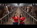 Up Close Look At Elite Horse Breeding Training Part 1