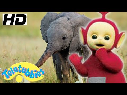 ★Teletubbies English Episodes★ Baby Elephant ★ Full Episode - HD (S12E19)