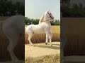 Horse Video Marwari Horse Video Horse Shorts Trending Youtubeshorts Short Shots Marwari
