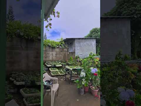 Los Famosos Jocotes Corona en Alegria El Salvador #elsalvadorengrande #jocotes