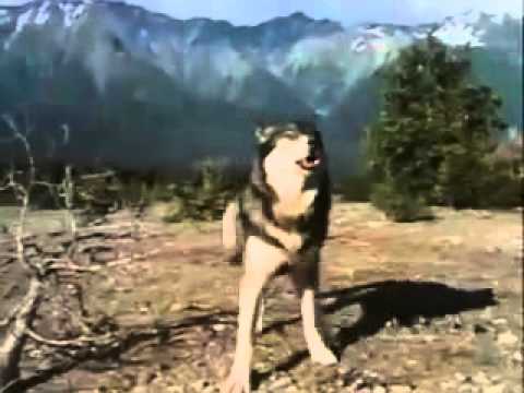 Ujku shpeton njeriun nga ariu 