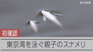 東京湾奥部で泳ぐ小型クジラ・スナメリの親子の姿を撮影