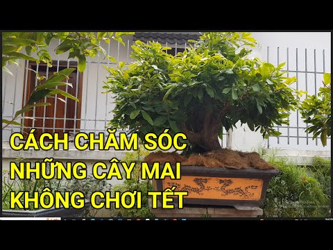 🔴 QBS22292 - CÁCH CHĂM SÓC NHỮNG CÂY MAI KHÔNG CHƠI TẾT | CÁCH Ủ NHIỆT MAI VÀNG MIỀN BẮC | MAI VÀNG
