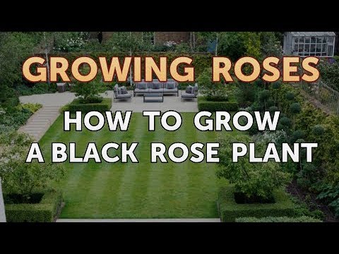 How to Take Care of a Mini Rose Plant