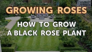 How to Grow a Black Rose Plant