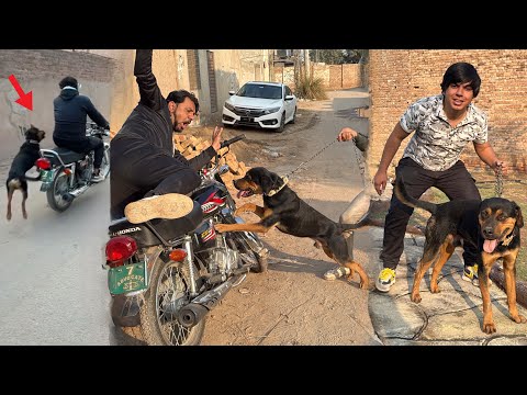 Zoo Mein Rottweiler Dog Agea 😍 Mamu Ki Bike Ky Picha Lag Gea 😱